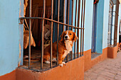 Caribbean, Cuba, Sancti Spiritus, Trinidad, watchdog