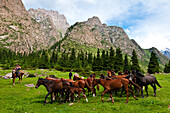 Kyrgyzstan, Issyk Kul Province (Ysyk-Kol), Juuku valley, each shepherd owns horses in the mountains