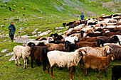 Kyrgyzstan, Issyk Kul Province (Ysyk-Köl), Juuku valley, Malik Kalibaet's 300-sheep flock that his son lead to the pasture