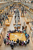 France. Paris 5th district. The Jardin des plantes (Garden of Plants). The Gallery of Paleontology. Group of children around a Tarbosaurus Battar skeleton