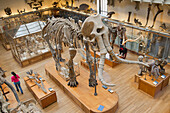 France. Paris 5th district. The Jardin des plantes (Garden of Plants). The Gallery of Paleontology. Mammoth skeleton
