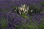 France, Drome, Provence, closeup on white grasse in a lavender field