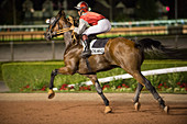 France, Normandy, Calvados, Evening trotting races in Cabourg Racecourse