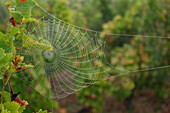 Spider web in the vineyard.