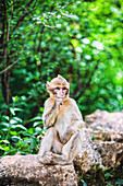 France, Lot, Rocamadour, Monkeys Forest, Young Barbary macaque, thinking, sitting on a stone