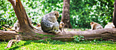France, Lot, Rocamadour, Monkeys Forest, Female Barbary macaque sitting on a tree trunk, looking at her baby macaque