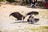 France, Lot, Rocamadour, Rocher des Aigles, Andean condor chasing away a small vulture