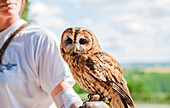 France, Lot, Rocamadour, Rocher des Aigles, The barn owl