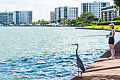 An angler and a gray heron waiting for the big catch at Ostego Bay, Fort Myers Beach, Florida, USA