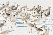 Ein Vogelschwarm läuft auf dem weißen Strand, Fort Myers Beach, Florida, USA