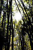 Silhouette der dichten Pflanzenwelt im Gegenlicht in einem Nationalpark, Fort Myers, Florida, USA