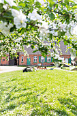 Frühling, blühende Apfelbäume im Freilichtmuseum Mueß, Landeshauptstadt, Schwerin, Mecklenburgische Seen, Mecklenburgisches Seenland, Mecklenburg-Vorpommern, Deutschland, Europa