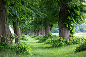 linden tree alley between Neu Grüssow and L206, Mecklenburg lakes, Mecklenburg lake district, Mecklenburg-West Pomerania, Germany, Europe