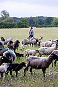 Hullerbusch, Josephine Hermühlen, die Schäferin, Frau, Schäferhund und Schafherde im Gelände, Schafe, zwisschen Feldberg, Wittenhagen und Carwitz, Mecklenburgische Seen, Mecklenburgisches Seenland, Mecklenburgische Seenplatte, Mecklenburg-Vorpommern, Deut