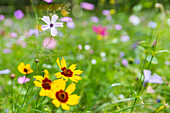 flowers on a meadow, wild flowers,  Mecklenburg lakes, Mecklenburg lake district, Güstrow, Mecklenburg-West Pomerania, Germany, Europe