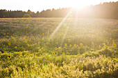 Sun flowers, flower, meadow, sunset, Mecklenburg lakes, Schwerin, Mecklenburg-West Pomerania, Germany, Europe