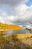 Seeufer, Schilf, Herbst, Wanderung, bunte Blätter, Herbstfärbung des Buchenwaldes am Breiten Luzin, bunter Herbst, Feldberg, Mecklenburgische Seenplatte, Mecklenburgische Seen, MR, Feldberg, Mecklenburg-Vorpommern, Deutschland, Europa