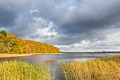 Seeufer, Schilf, Herbst, Wanderung, bunte Blätter, Herbstfärbung des Buchenwaldes am Breiten Luzin, bunter Herbst, Feldberg, Mecklenburgische Seenplatte, Mecklenburgische Seen, MR, Feldberg, Mecklenburg-Vorpommern, Deutschland, Europa