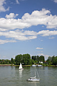 Sailing boat on the river Rhine in Mainz, Rhineland-Palatinate, Germany, Europe