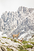 Young ibexes in the near of the Muttlerkopf in the Alps