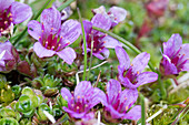 Purple saxifraga, flower of the arctic At island of Gnalodden, Spitzbergen, Svalbard