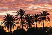 Silhouette of palm trees, El Puerto de Santa Maria, Cadiz province, Andalucia, Spain, Europe