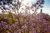 Flowering Jacaranda tree, lat. Jacaranda mimosifolia, Torre Pelli, Torre Sevilla, tower, architect Cesar Pelli, modern architecture, Rio Guadalquivir, river, Seville, Andalucia, Spain, Europe