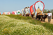 blooming meadow in Spring, caravan of ox carts, El Rocio, pilgrimage, Pentecost festivity, Huelva province, Sevilla province, Andalucia, Spain, Europe