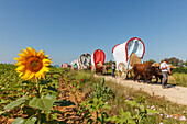 sunflower and caravan of ox carts, El Rocio, pilgrimage, Pentecost festivity, Huelva province, Sevilla province, Andalucia, Spain, Europe
