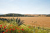 landscape with grain field, poppies and oak trees, El Bosque, near Arcos de la Frontera, Cadiz province, Andalucia, Spain, Europe