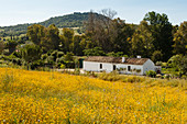cottage, flower meadow, Spring, El Bosque, near Arcos de la Frontera, Cadiz province, Andalucia, Spain, Europe