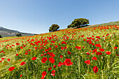 Felder mit blühendem Mohn, Mohnblüte, bei Montefrio, Provinz Granada, Andalusien, Spanien, Europa