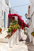 white alley with bougainvillea, Frigiliana, pueblo blanco, white village, Malaga province, Andalucia, Spain, Europe