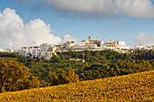 Sonnenblumenfeld, Vejer de la Frontera im Hintergrund, Pueblo Blanco, Weißes Dorf, Provinz Cadiz, Andalusien, Spanien, Europa