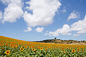 Sunflower field with Osborne bull in the background, near Conil, Costa de la Luz, Cadiz province, Andalucia, Spain, Europe