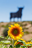 Close up of a sunflower, Sunflower field with Osborne bull in the background, near Conil, Costa de la Luz, Cadiz province, Andalusia, Spain, Europe