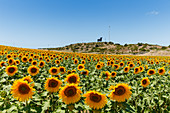 Sunflower field with Osborne bull in the background, near Conil, Costa de la Luz, Cadiz province, Andalusia, Spain, Europe
