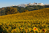 Sonnenblumenfeld, Vejer de la Frontera im Hintergrund, Pueblo Blanco, Weißes Dorf, Provinz Cadiz, Andalusien, Spanien, Europa