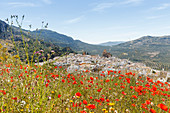 Poppies in a field, Castillo, castle, Pueblo Blanco, white village, Zuheros, Cordoba province, Andalucia, Spain, Europe