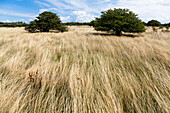 Landschaft auf Altbessin, Insel Hiddensee, Mecklenburg-Vorpommern, Deutschland