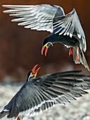 Inca Terns fighting, Larosterna inca, South America, captive