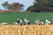 Cranes calling, Grus grus, Mecklenburg-Western Pomerania, germany, Europe