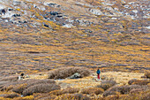 Female Hiker Hiking On A Trail Beneath Mount Bierstadt In Colorado