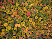 Colorful trees reach peak foliage in Vermont