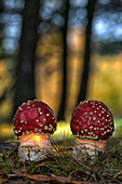 Close-up Of Fly Agaric Mushroom Growing In Forest