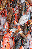 Variety Of Fish On The Fishing Port Of Atlantic Coast