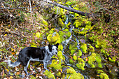 A Blue Heeler Dog Standing By A Mountain Creek Near Moss In Northwest Montana