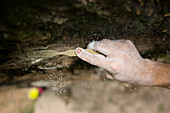Detail Of A Climber's Hand With Tape Brushing A Hold In A Boulder Problem