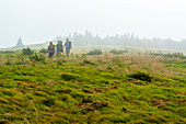 Two Men And One Woman Hiking Along Grassy Ridge Extension Trail To The Appalachian Trail In The Fog
