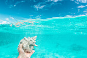A Photographer's Hand Holding A Sea Conch